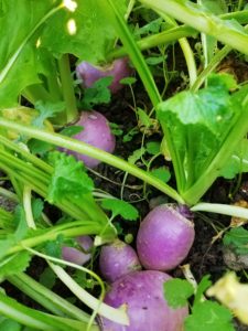 Navets violets, crédits Les Jardins de Lair 