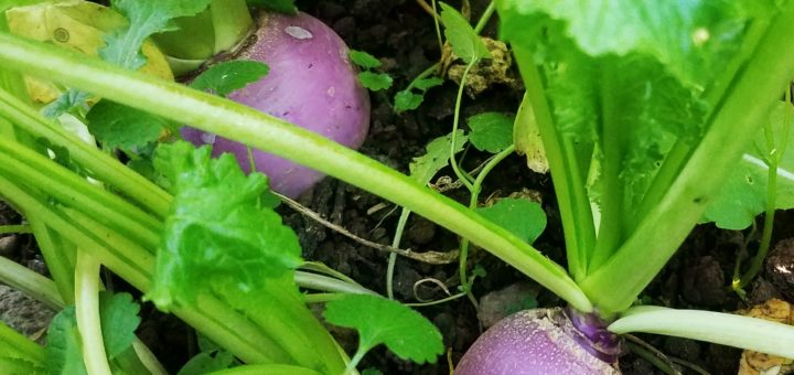 Navets violets, crédits Les Jardins de Lair