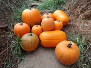 Courges Jack o'Lantern. Les Jardins de Lair.
